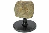 Hadrosaur (Edmontosaurus) Caudal Vertebra w/ Metal Stand- Wyoming #227732-1